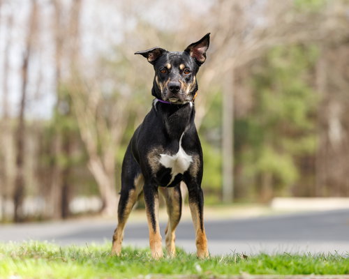 Andia, an adoptable Unknown breed in Durham, NC