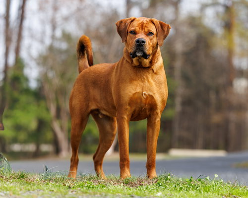 Gone Fishing, an adoptable Unknown breed in Durham, NC