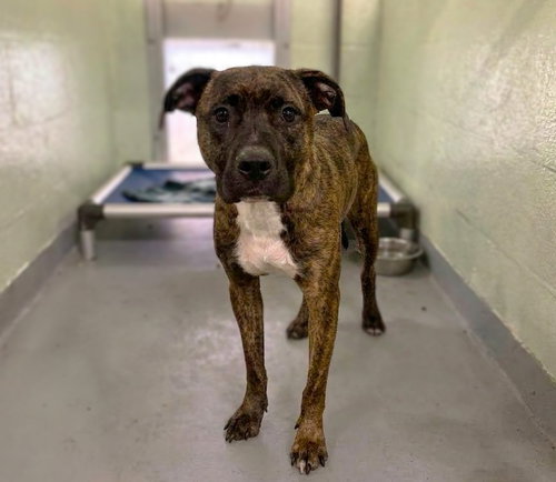 picture of the dog needing adoption