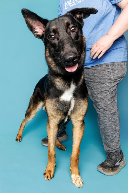 The Viscount, an adoptable Unknown breed in Durham, NC