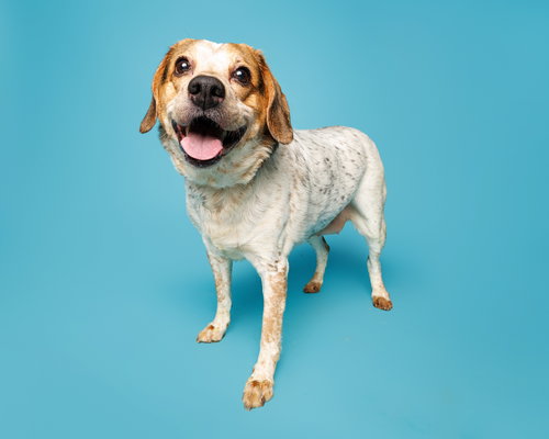 Drew, an adoptable Unknown breed in Durham, NC
