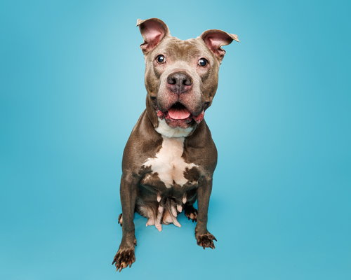 Petal, an adoptable Unknown breed in Durham, NC