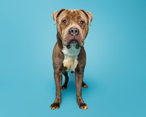 Plum, an adoptable Unknown breed in Durham, NC