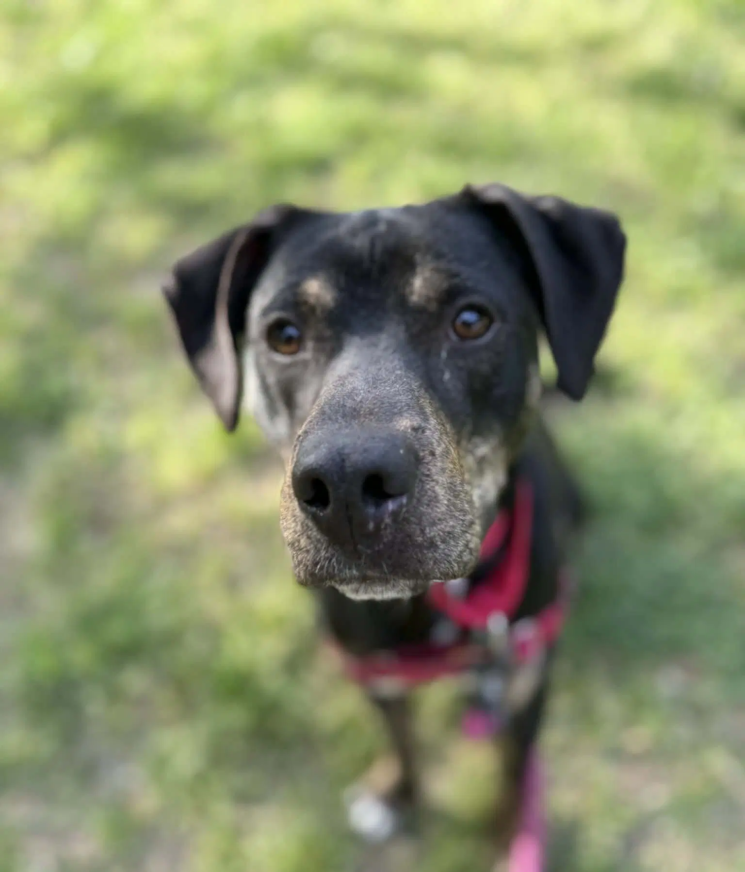 Owen - Hound
