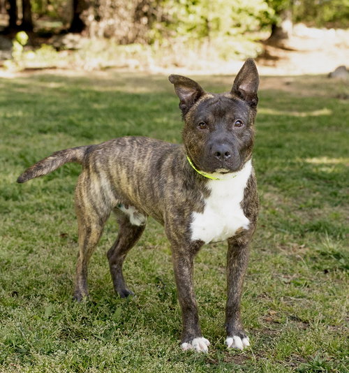 Donkey, an adoptable Unknown breed in Durham, NC