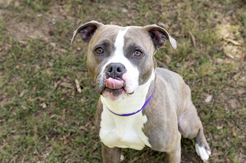 Tina, an adoptable Unknown breed in Durham, NC