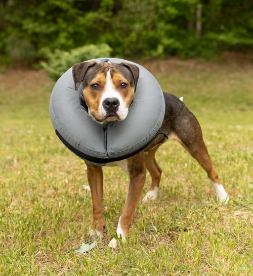 Fresh Squeezed, an adoptable Unknown breed in Durham, NC