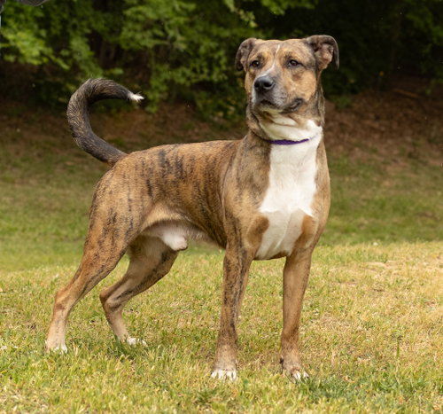 Naruto, an adoptable Unknown breed in Durham, NC