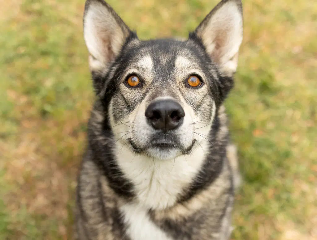 Dani - Husky