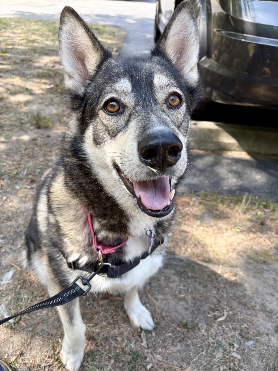 Dani