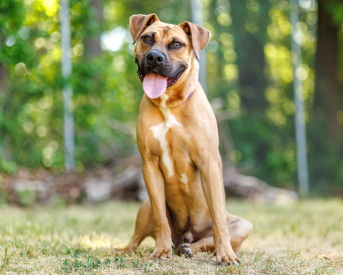 Dane, an adoptable Unknown breed in Durham, NC
