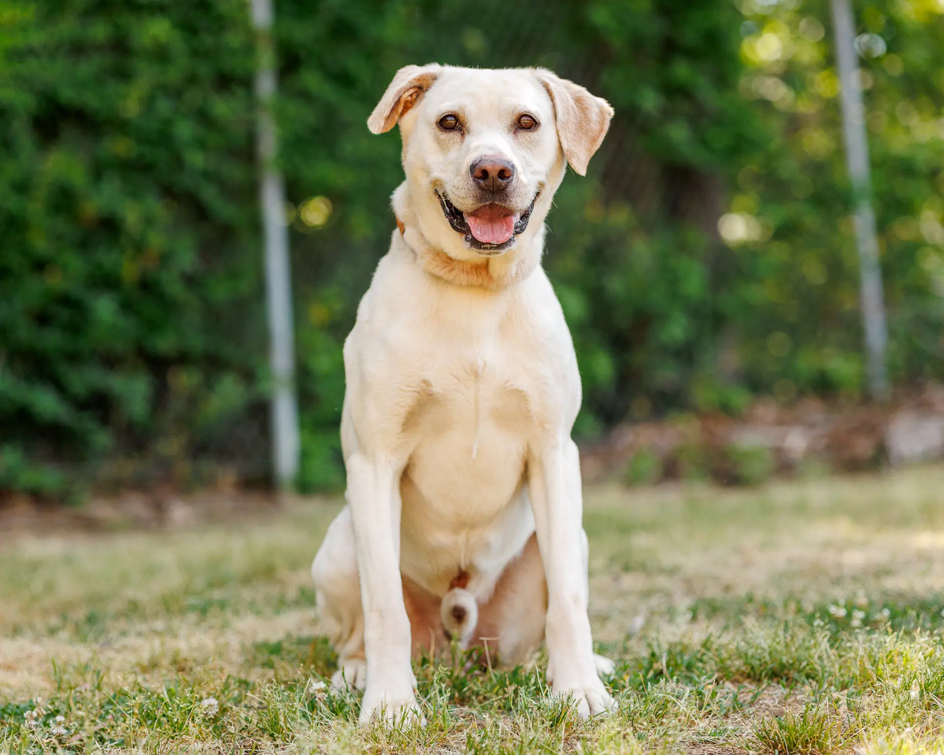 Arnold - Labrador Retriever