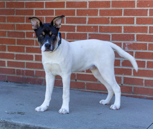 Trout, an adoptable Unknown breed in Durham, NC