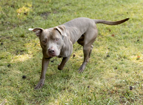 Ellis, an adoptable Unknown breed in Durham, NC