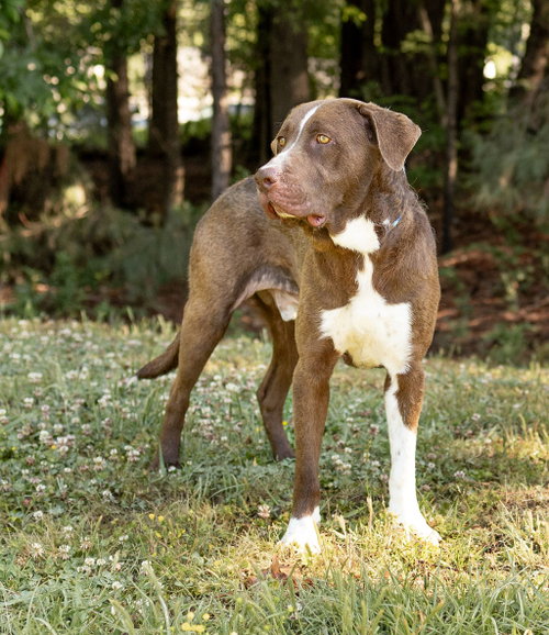 Eeyore, an adoptable Unknown breed in Durham, NC