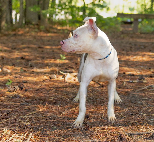 Wilbur