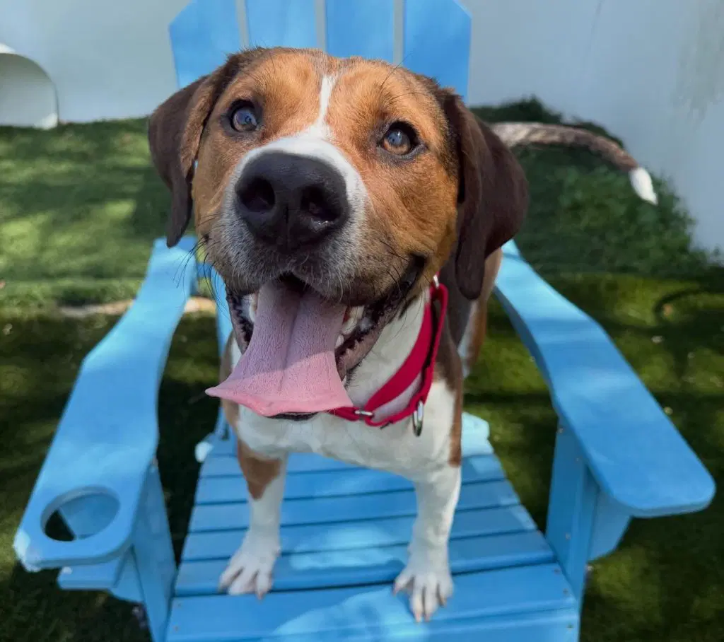 Angus - Hound