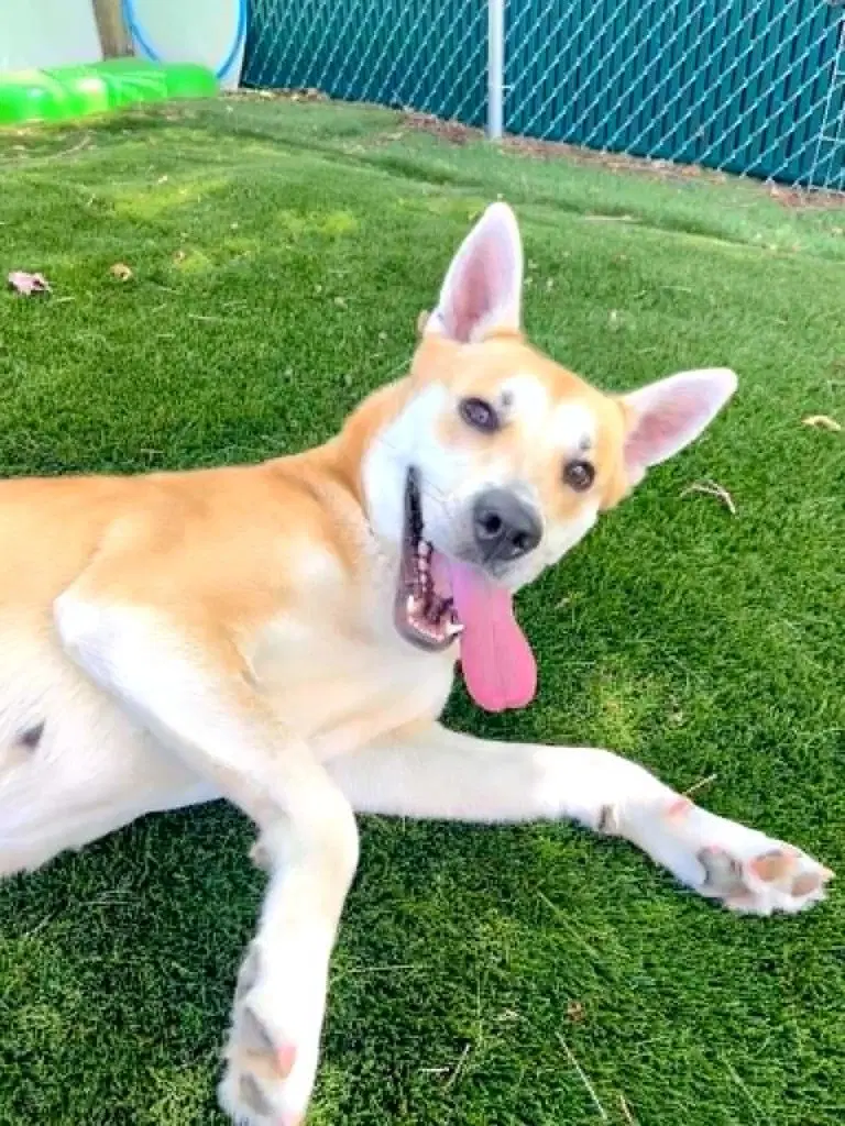 Marjory - Carolina Dog