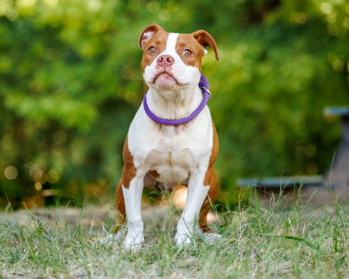 Turks, an adoptable Unknown breed in Durham, NC