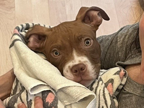 Bowser, an adoptable Unknown breed in Durham, NC