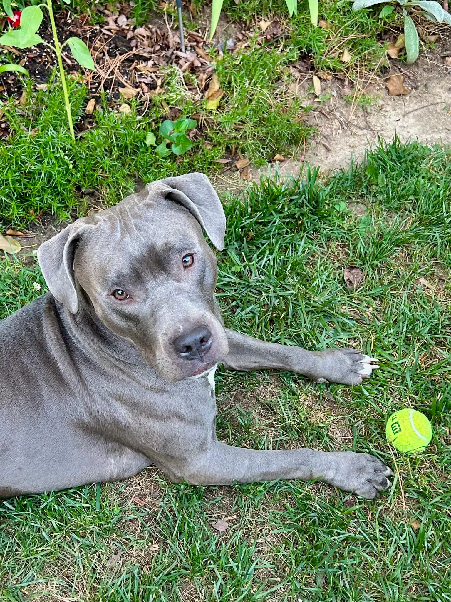 Roscoe - Unknown