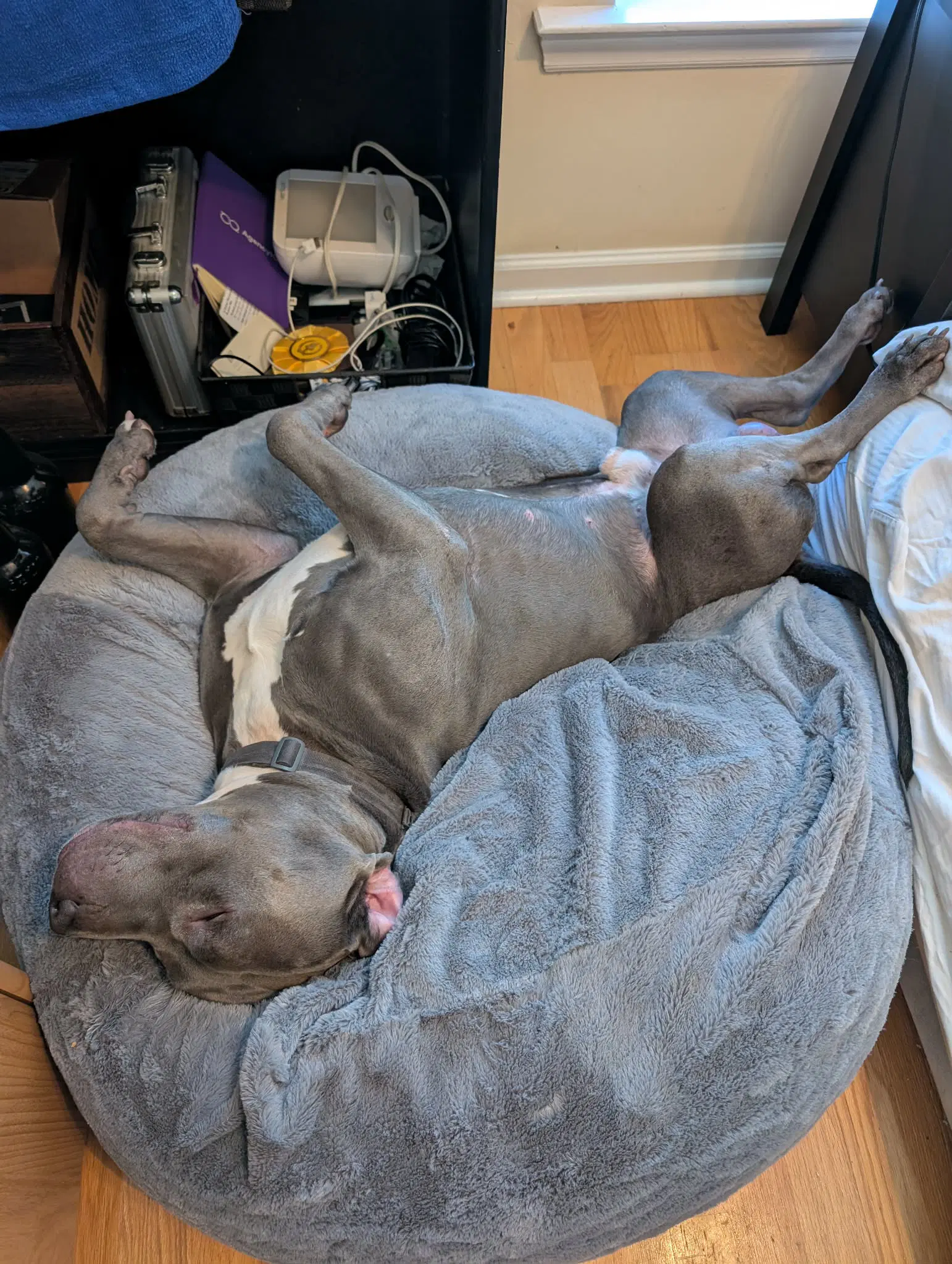 Roscoe image 2