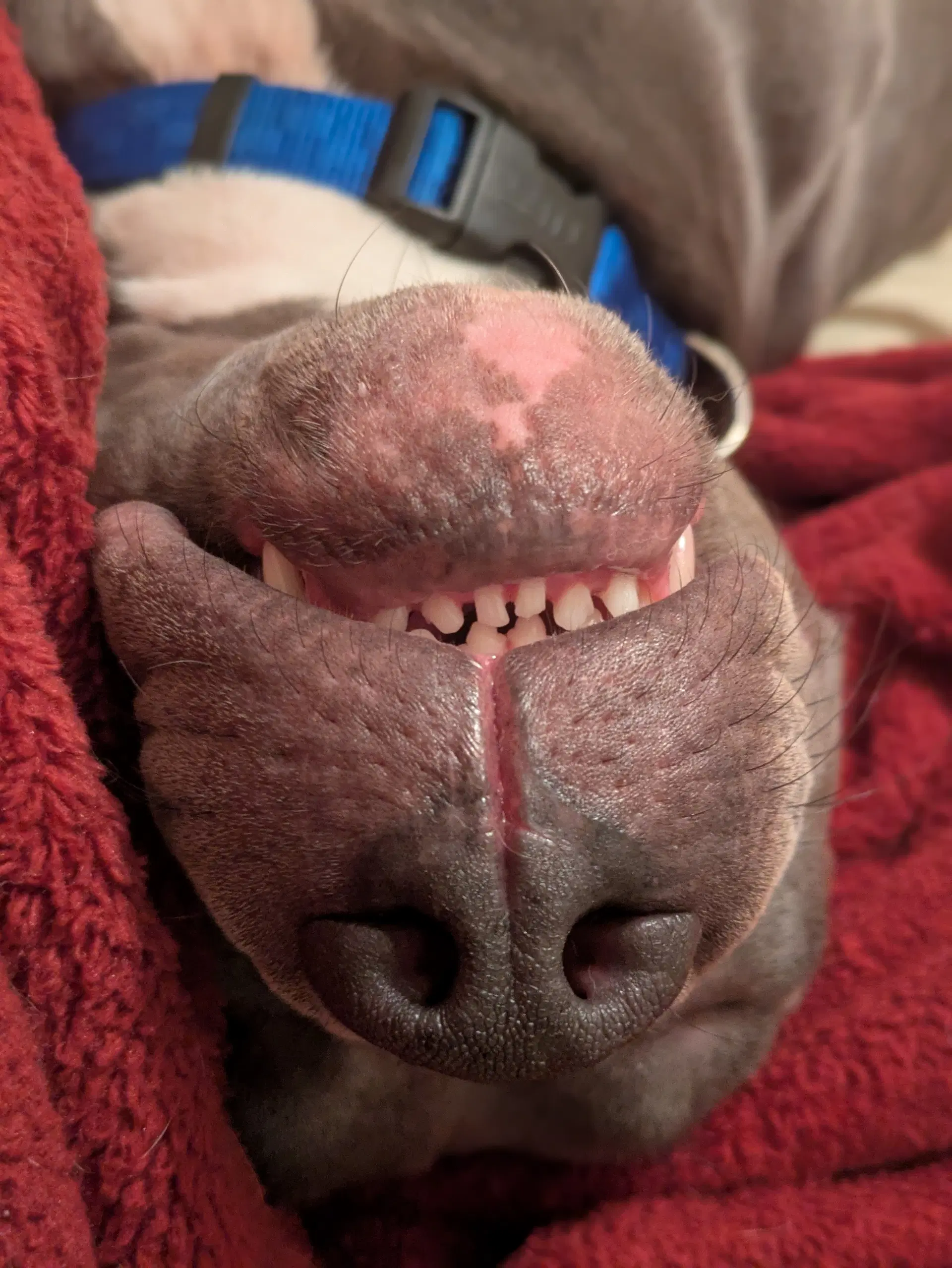 Roscoe image 3