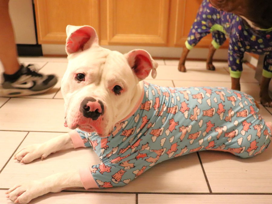 Pumba