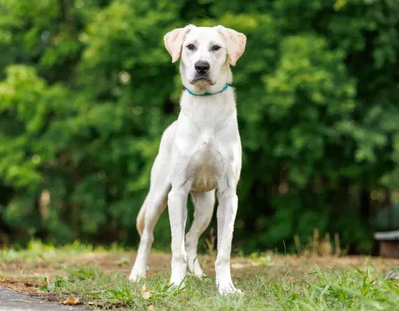 Amelia - Labrador Retriever