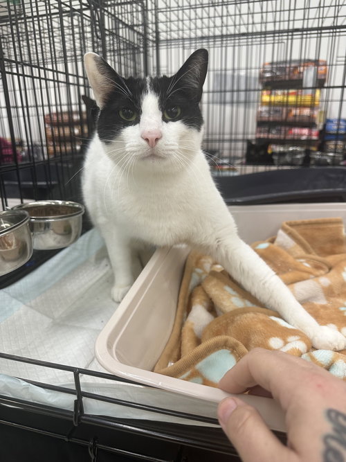 A TOOTYTA - Domestic Short Hair available for adoption