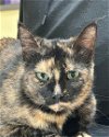 adoptable Cat in burton, MI named Miss Vickie