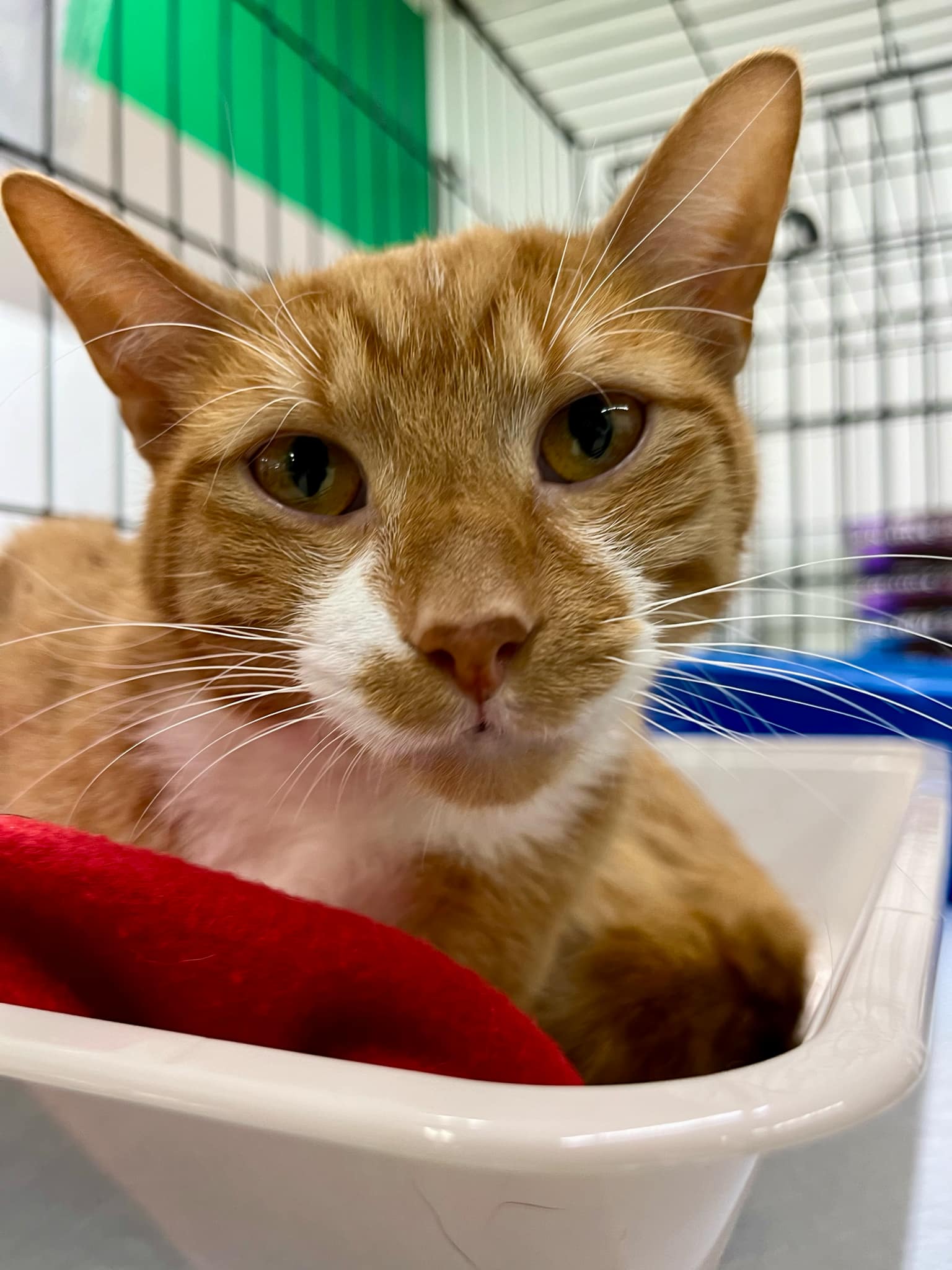 adoptable Cat in Burton, MI named Harvey