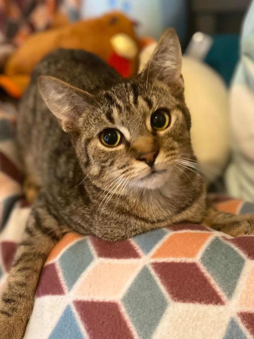 adoptable Cat in Burton, MI named Tigger