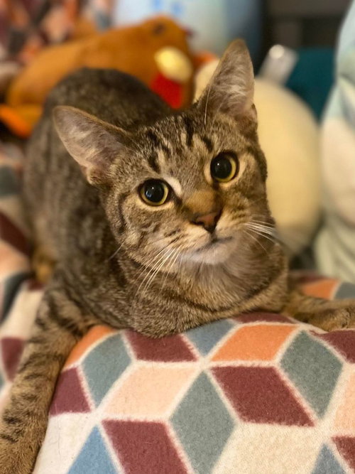 TIGGER - Domestic Short Hair available for adoption