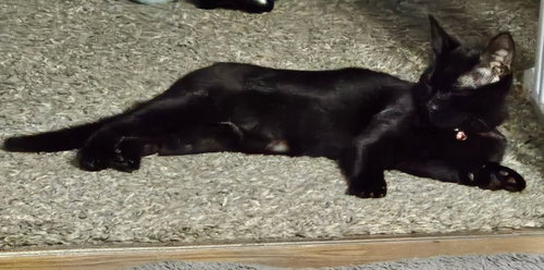 MALEFICIENT - Domestic Short Hair available for adoption