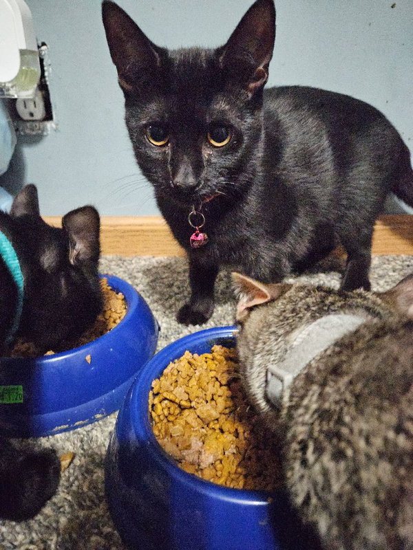 Maleficient