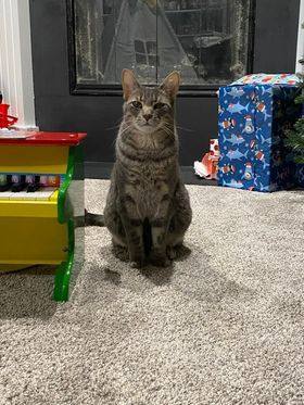 adoptable Cat in Burton, MI named Tyson