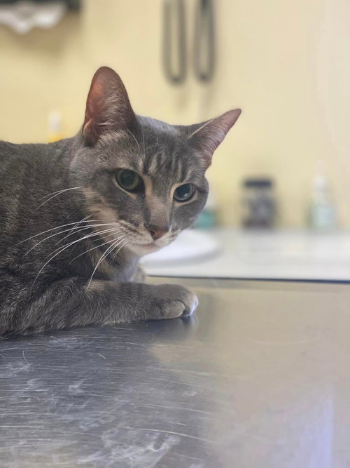 TYSON - Domestic Short Hair available for adoption