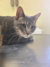Tyson - Photo 3
