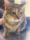 adoptable Cat in burton, MI named Nova