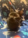 adoptable Cat in burton, MI named Fletcher
