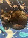 adoptable Cat in burton, MI named Hershel