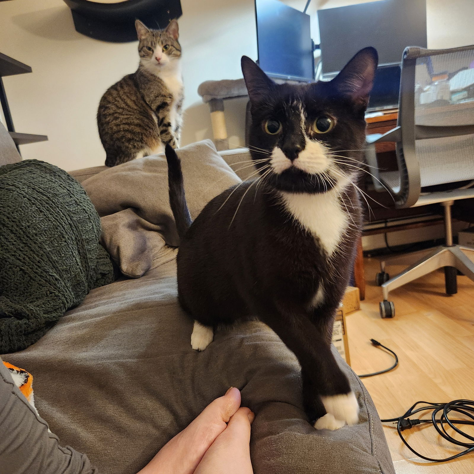 adoptable Cat in Burton, MI named Moostash