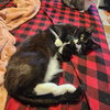 Moostash - Photo 2