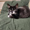 Moostash - Photo 4