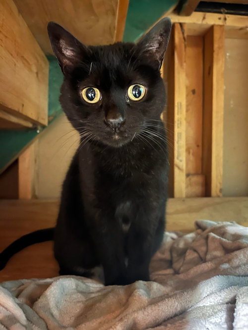 SASHA - Domestic Short Hair available for adoption