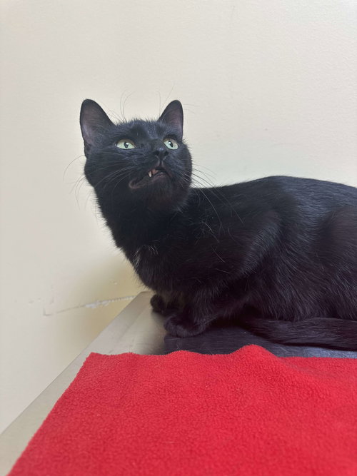 Kiwi, Adult Domestic Short Hair (short coat), cat for adoption in Royal Oak, Michigan