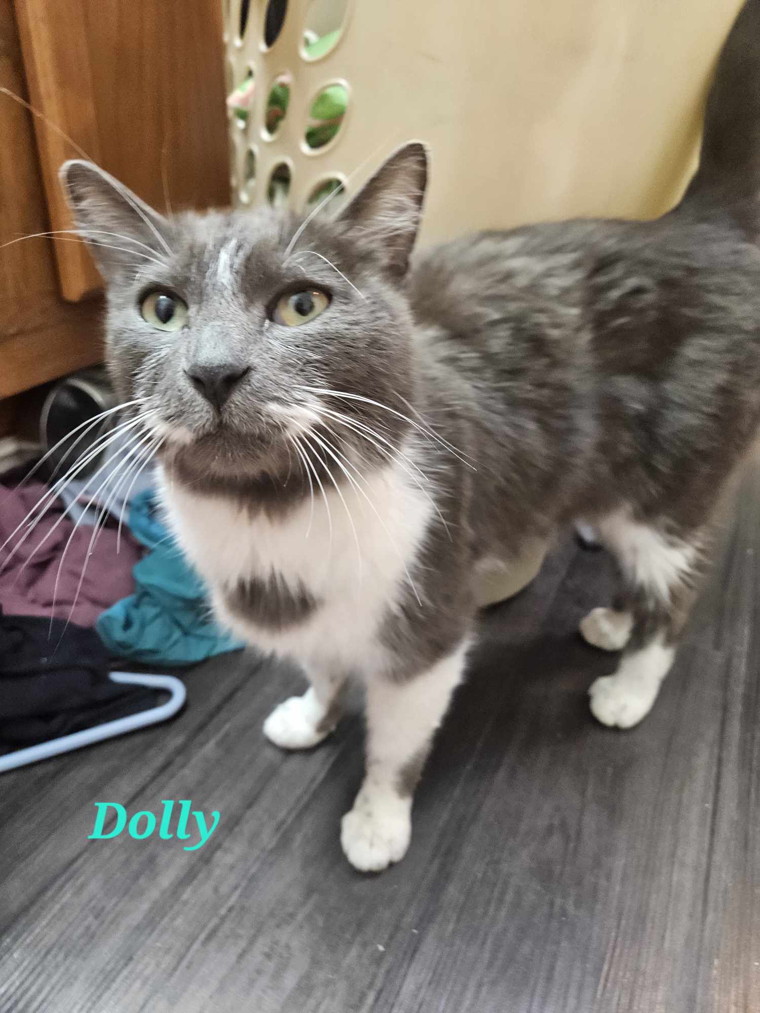 adoptable Cat in Burton, MI named Dolly