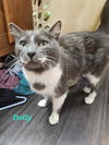 adoptable Cat in , MI named Dolly