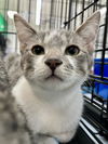 adoptable Cat in , MI named White Chocolate